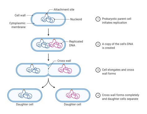 Prokaryotic Cells: Characteristics, Components, Division, Examples ...