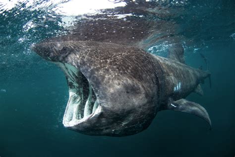 Basking Shark - Oceana