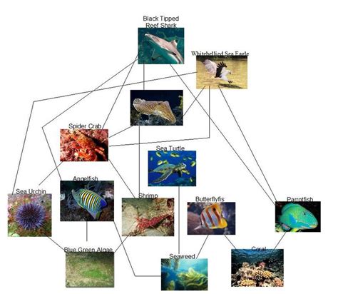 The Internet's Food Web - The Great Barrier Reef Food Web