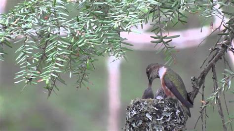 Rufous Hummingbird Nest - YouTube