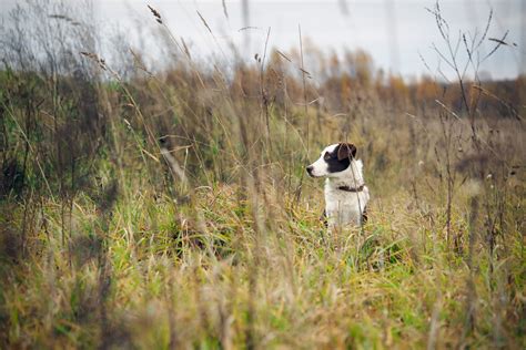 Deadly Grass Awns in Dogs: Symptoms, Treatment & More - Tractive