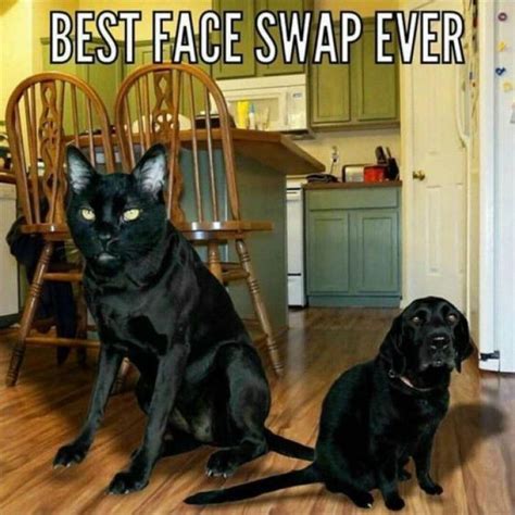 Best Face Swap Ever | Funny cat photos, Funny animal pictures, Cute funny animals