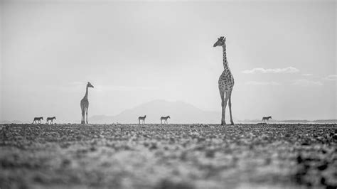 The beauty of Amboseli wildlife. - Minimalist Photography Awards