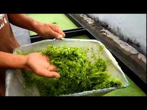 Duckweed Harvesting & Fish Feeding - Autopot Aquaponics - YouTube