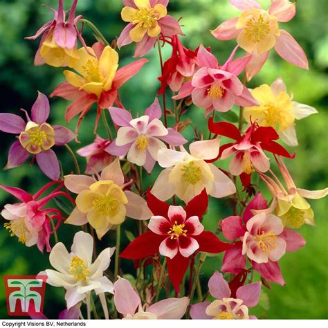 Aquilegia 'McKana Hybrids' | Thompson & Morgan