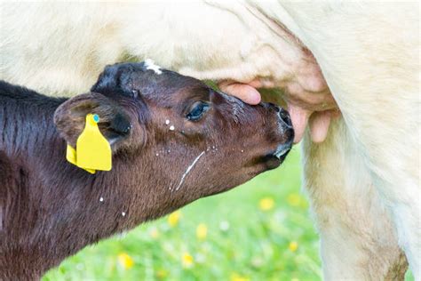 460+ Calf Suck Milk Pics Stock Photos, Pictures & Royalty-Free Images ...