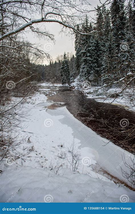 Forest River in Winter. Amata in Latvia Stock Photo - Image of frozen, season: 135688154