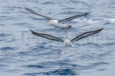 Blackbrowed Albatross – Tom Murphy Photography