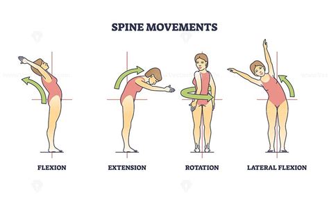 Spine movements with flexion, extension and rotation poses outline diagram - VectorMine