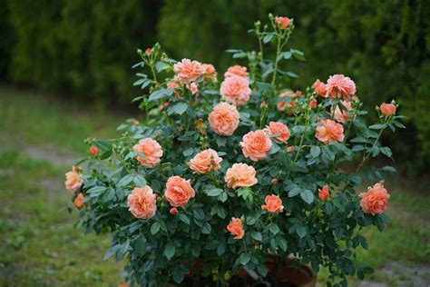 At Last® - Rose - Rosa x | Hybrid tea roses, Rose garden design, Hybrid ...