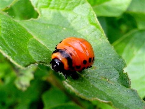 Imagen gratis: patata, insecto, comer, hojas verdes