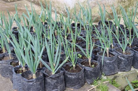 Cara Menanam Bawang Daun Dalam Pot - Belajar Pertanian Organik