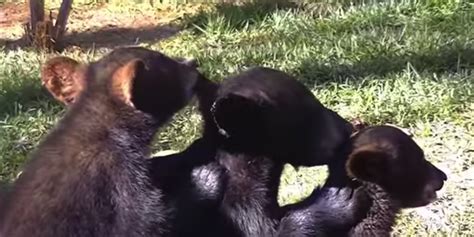 These Bear Cub BFFs Are Lining Up To Take Care Of Each Other | HuffPost