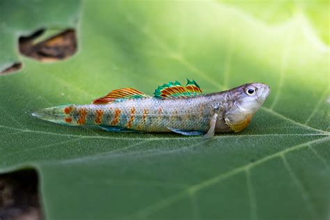 Macro Photography of Rainbow Darter Fish · Free Stock Photo