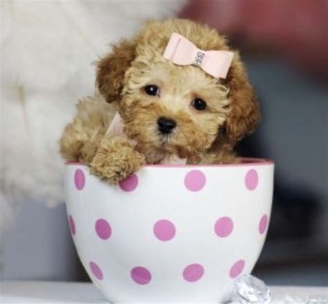 Pin by Carrie Montgomery on Cool | Teacup poodle puppies, Tea cup poodle, Teacup puppies ...