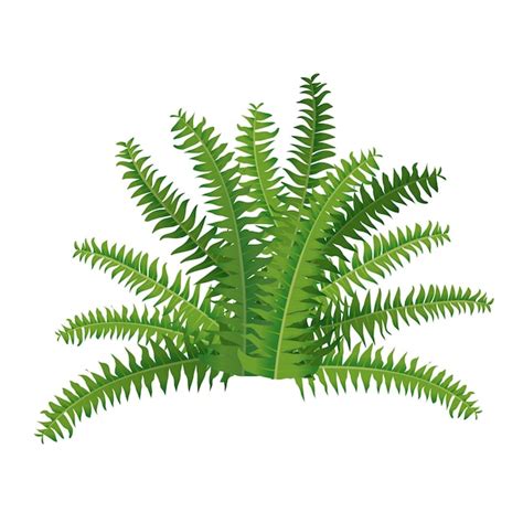 Premium Vector | Houseplant fern nephrolepis for interior decoration ...