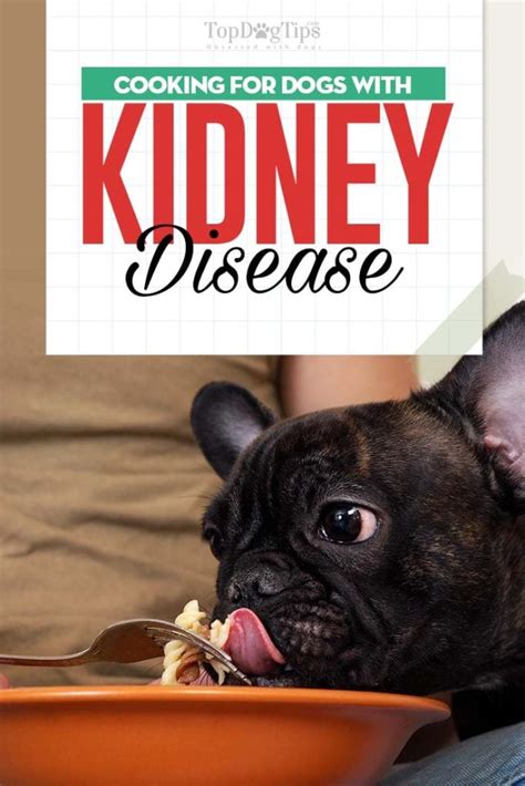 Dog Kidney Disease Diet 101: Evidence-based Guide on Feeding