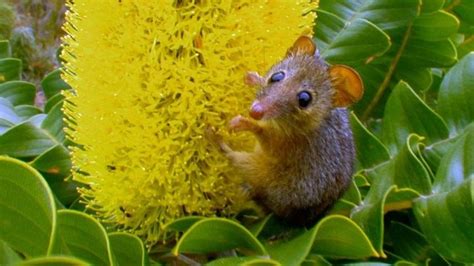 Honey possum - Alchetron, The Free Social Encyclopedia