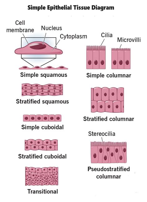 Simple Epithelial Tissue- Structure, Function, Types, and Locations ...