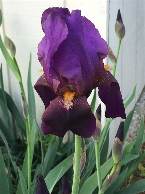 Bearded Purple Irises Blooming This Spring