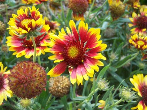 The 2 Minute Gardener: Photo - Gaillardia (Gaillardia x grandiflora)