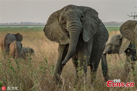 Elephants are evolving to lose their tusks in Mozambique