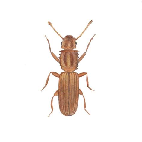 Sawtoothed Grain Beetle Identification & Dangers | Leo's Pest Control