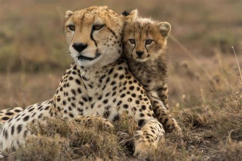 If you thought white lions were rare, see the King Cheetah | The Safari ...