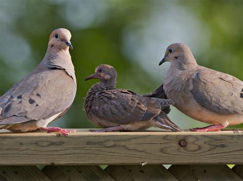 Mourning Dove hunt in Ontario - Animal Alliance of Canada