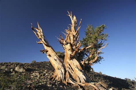 Bristlecone pine trees not only look weird, but they are some of the oldest living things on the ...