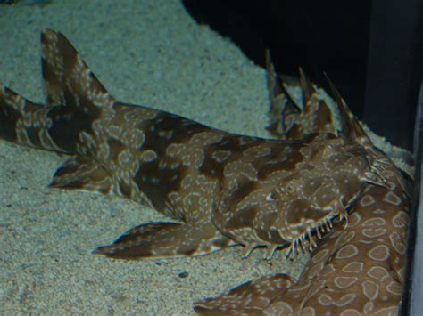 The Online Zoo - Spotted Wobbegong