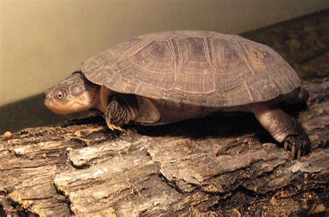 African Sideneck Turtle Information and Pictures - PetGuide | PetGuide