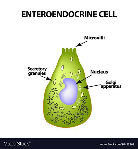 Enteroendocrine cell cell intestines Royalty Free Vector