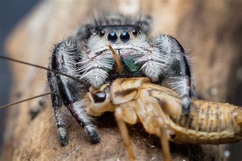 Jumping Spiders: Beginners Care Guide