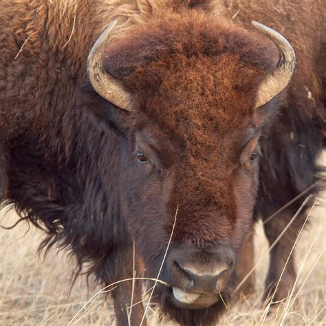 A Tree Falling: Badlands National Park: Bison