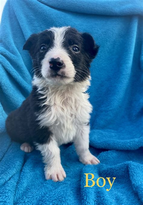 Border Collie Puppies For Sale | Macomb, MI #519873