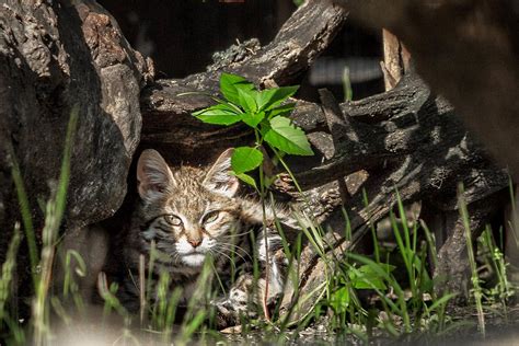 Black-Footed Cat – Fossil Rim Wildlife Center