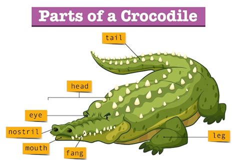 [DIAGRAM] Draw The Diagram Of Crocodile - MYDIAGRAM.ONLINE