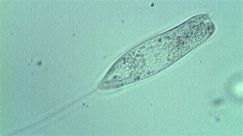 The Biology Of Flagellates And Amoebas