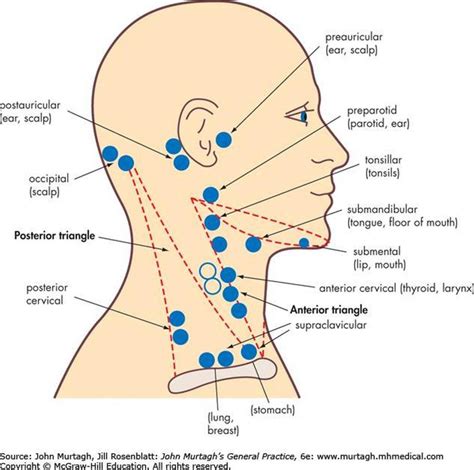 Pictures Of Anterior Cervical Lymph Nodes