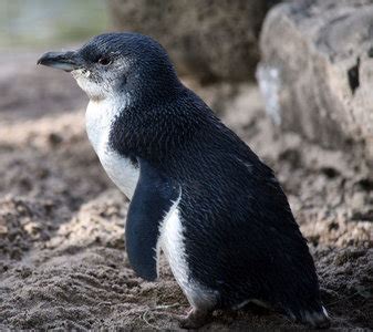 Fairy Penguin « Australian Animals