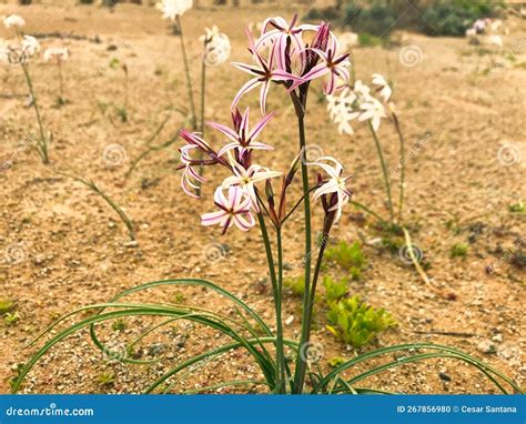 Huilli Growing in the Arid Atacama Desert Stock Photo - Image of color, field: 267856980