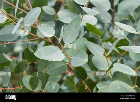 Eucalyptus tree leaves close up Stock Photo - Alamy