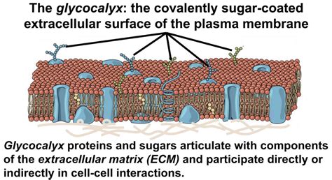 Glycolipids In Cell Membrane