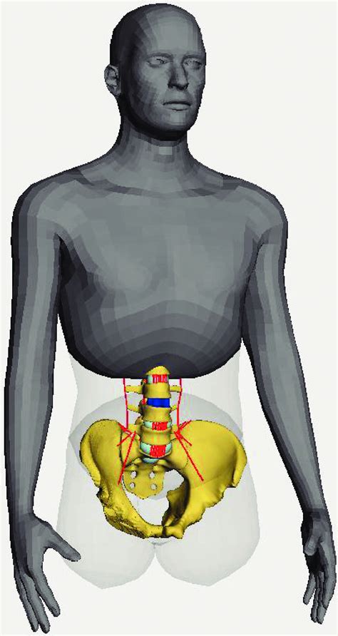 Simulation model of a person. | Download Scientific Diagram