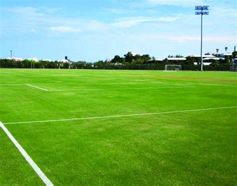 ¿Pintar o no pintar? Principios básicos de los colorantes para campos ...