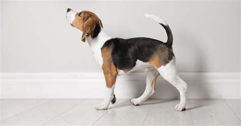 Tail Talk: A Tale of Dog Tail Types and Positions - Pet Scoop