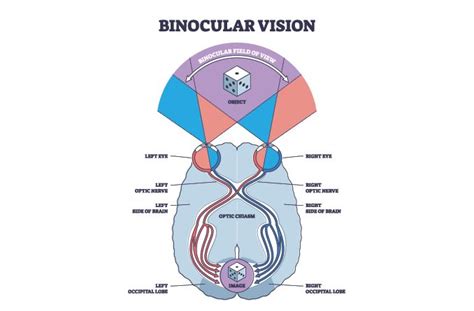 What Is Double Vision? Causes, Symptoms Treatment, 57% OFF