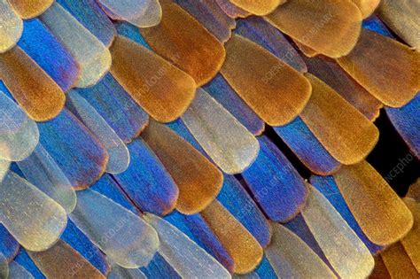 Butterfly wing scales, light micrograph - Stock Image - C051/2263 - Science Photo Library