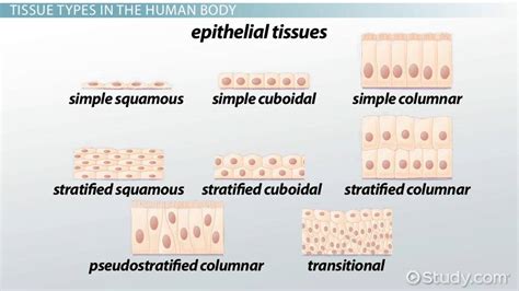 Epithelial Layer: Definition & Explanation - Video & Lesson Transcript | Study.com